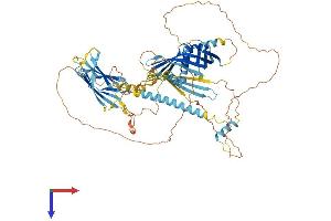 C2CD2-Like (C2CD2L) (AA 1-706) protein (His tag)