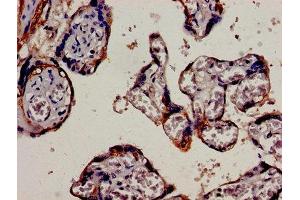 Immunocytochemistry analysis of human placenta tissue using ABIN7157392 at dilution of 1:100 (Cytokeratin 18 抗体  (AA 102-396))
