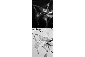 Image no. 1 for anti-Melanophilin (MLPH) (C-Term) antibody (ABIN374219) (Melanophilin 抗体  (C-Term))