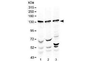 Western blot testing of 1) rat testis, 2) mouse testis and 3) human HeLa lysate with Exportin-5 antibody at 0. (XPO5 抗体  (AA 2-43))