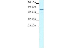WB Suggested Anti-EBF3 Antibody Titration: 2. (EBF3 抗体  (Middle Region))