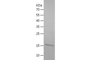 Western Blotting (WB) image for Single-Stranded DNA Binding Protein 1 (SSBP1) (AA 17-148) protein (His tag) (ABIN7125102) (SSBP1 Protein (AA 17-148) (His tag))