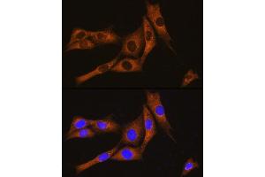 Immunofluorescence analysis of NIH/3T3 cells using GN Rabbit pAb (ABIN7267544) at dilution of 1:100. (GNAT3 抗体  (AA 60-130))