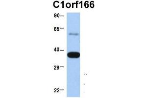 Host:  Rabbit  Target Name:  C1orf166  Sample Type:  Human Fetal Heart  Antibody Dilution:  1. (MUL1 抗体  (Middle Region))