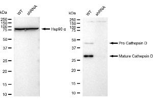 Western blotting analysis using Cathepsin D antibody (ABIN7797938). (Recombinant Cathepsin D 抗体)