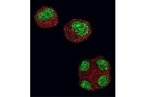 Confocal immunofluorescent analysis of HDAC1 Antibody (N-term) (ABIN1882087 and ABIN2844612) with 293 cell followed by Alexa Fluor 488-conjugated goat anti-rabbit lgG (green). (HDAC1 抗体  (N-Term))