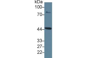Western Blot; Sample: Rat Placenta lysate; Primary Ab: 2µg/ml Rabbit Anti-Rat IDO Antibody Second Ab: 0. (IDO 抗体  (AA 276-360))