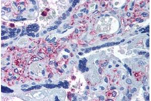 Anti-ADAMTS5 antibody  ABIN1048292 IHC staining of human placenta. (ADAMTS5 抗体  (Internal Region))