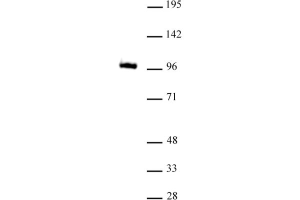 GLIS1 抗体  (N-Term)