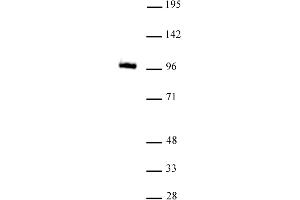 GLIS1 antibody (mAb) tested by Western Blot. (GLIS1 抗体  (N-Term))