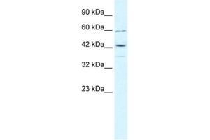 Western Blotting (WB) image for anti-Tripartite Motif Containing 68 (TRIM68) antibody (ABIN2460957) (TRIM68 抗体)