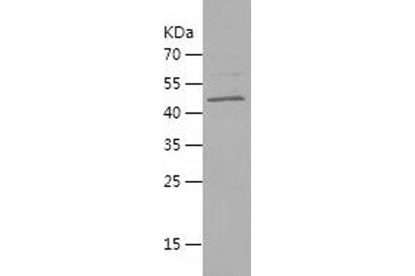 CHRNA1 Protein (AA 21-230) (His-IF2DI Tag)