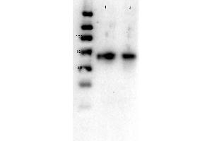 Western Blot of Rabbit anti-Glut2 antibody. (SLC2A2 抗体  (C-Term))