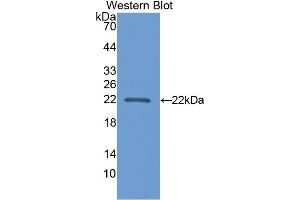Western Blotting (WB) image for anti-Poly(A) Binding Protein, Cytoplasmic 1-Like (PABPC1L) (AA 187-368) antibody (ABIN1860115) (PABPC1L 抗体  (AA 187-368))