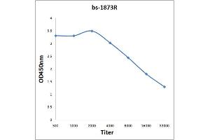 Antigen: 0. (PRCP 抗体  (AA 101-200))