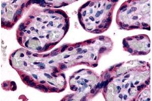 Anti-SLC7A5 antibody  ABIN1049351 IHC staining of human placenta, terminal villi. (SLC7A5 抗体  (Internal Region))