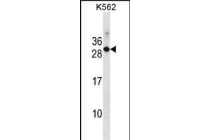 Mouse Rab17 Antibody (Center) (ABIN1538650 and ABIN2850148) western blot analysis in K562 cell line lysates (35 μg/lane). (RAB17 抗体  (AA 83-110))
