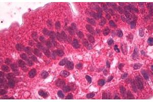 ABIN185378 (2µg/ml) staining of paraffin embedded Human Small Intestine. (HNF4A 抗体  (N-Term))