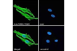 ABIN1590028 Immunofluorescence analysis of paraformaldehyde fixed HeLa cells, permeabilized with 0. (FURIN 抗体  (Internal Region))