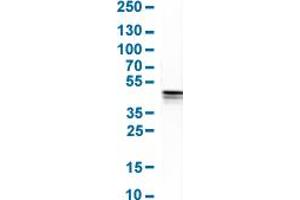 Western Blot analysis of human cell line MCF-7.