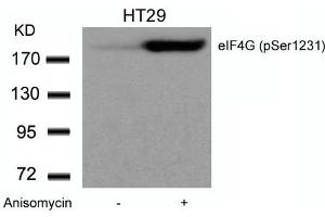 Western blot analysis of extracts from HT29 cells untreated or treated with Anisomycin using eIF4G (phospho-Ser1231) Antibody. (EIF4G1 抗体  (pSer1232))