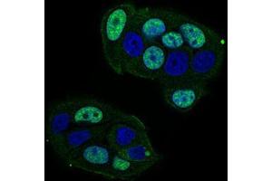 Immunofluorescence (IF) image for anti-Catenin, beta Like 1 (CTNNBL1) (AA 390-557) antibody (ABIN2682986)
