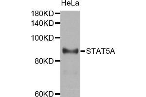 Western blot analysis of extracts of HeLa cell line, using STAT5A antibody. (STAT5A 抗体)