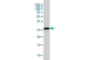 Western Blotting (WB) image for anti-Chloride Intracellular Channel 3 (CLIC3) (AA 137-236) antibody (ABIN563910)