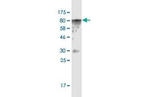 Western Blot detection against Immunogen (82. (CAMKK1 抗体  (AA 1-520))