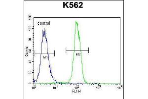 Flow cytometric analysis of K562 cells (right histogram) compared to a negative control cell (left histogram). (ZNF619 抗体  (N-Term))