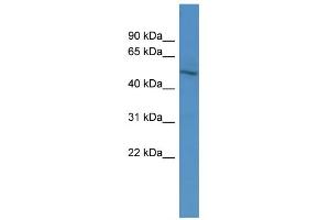 WB Suggested Anti-ZNF101 Antibody Titration:  0. (ZNF101 抗体  (N-Term))