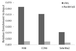 Chromatin immunoprecipitation analysis of extracts of HeLa cells, using J/CSN5/COPS5 antibody (ABIN7266497) and rabbit IgG. (COPS5 抗体)
