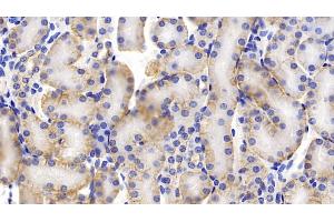 Detection of PROM1 in Mouse Kidney Tissue using Polyclonal Antibody to Prominin 1 (PROM1) (CD133 抗体  (AA 180-435))