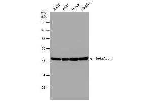 Western Blotting (WB) image for anti-Actin, beta (ACTB) (N-Term) antibody (ABIN2854709)