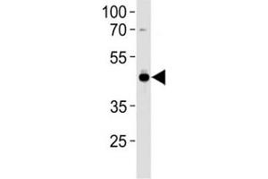 AP2 antibody western blot analysis in U251 lysate.