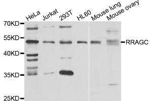 Western blot analysis of extracts of various cell lines, using RRAGC antibody (ABIN5975563) at 1/1000 dilution. (GTR2 抗体)