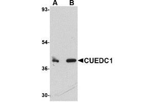 Western Blotting (WB) image for anti-CUE Domain Containing 1 (CUEDC1) (C-Term) antibody (ABIN1030351) (CUEDC1 抗体  (C-Term))
