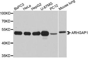 Western blot analysis of extracts of various cell lines, using ARHGAP1 antibody. (ARHGAP1 抗体  (AA 210-439))