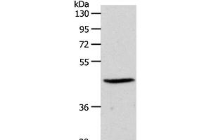 Western Blot analysis of PC3 cell using EDG3 Polyclonal Antibody at dilution of 1:550 (S1PR3 抗体)