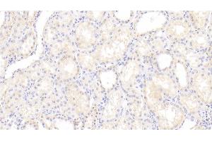 Detection of VASN in Human Kidney Tissue using Polyclonal Antibody to Vasorin (VASN) (Vasn 抗体  (AA 298-539))