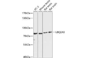 Western blot analysis of extracts of various cell lines, using UBQLN3 antibody (ABIN7271123) at 1:1000 dilution. (Ubiquilin 3 抗体  (AA 306-620))