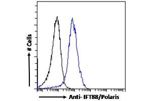 ABIN185555 Flow cytometric analysis of paraformaldehyde fixed HepG2 cells (blue line), permeabilized with 0. (IFT88 抗体  (C-Term))