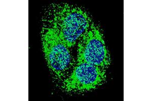 Fluorescent confocal image of HepG2 cells stained with BNIP3 (BH3 Domain Specific) antibody. (BNIP3 抗体  (AA 152-187))