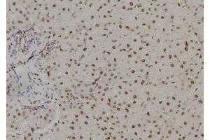 ABIN6278757 at 1/100 staining Rat liver tissue by IHC-P. (TSHZ1 抗体  (Internal Region))