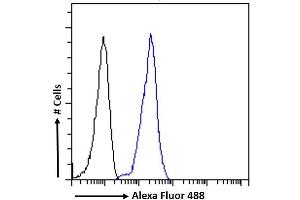 (ABIN185307) Flow cytometric analysis of paraformaldehyde fixed K562 cells (blue line), permeabilized with 0. (LRP6 抗体  (AA 1546-1560))