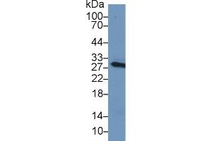 Western Blot; Sample: Mouse Serum; Primary Ab: 1µg/ml Rabbit Anti-Mouse CRP Antibody Second Ab: 0. (CRP 抗体  (AA 20-225))