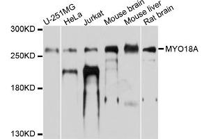 Western blot analysis of extracts of various cell lines, using MYO18A antibody. (Myosin XVIIIA 抗体)