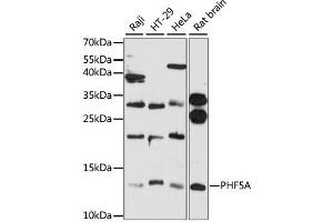 Western blot analysis of extracts of various cell lines, using PHF5A antibody (ABIN6290741) at 1:3000 dilution. (PHF5A 抗体)