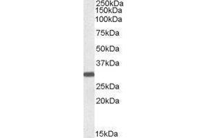 Western Blotting (WB) image for Engrailed Homeobox 2 (EN2) peptide (ABIN370319) (Engrailed Homeobox 2 (EN2) Peptide)