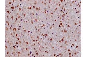 Immunohistochemistry (IHC) image for anti-Ribosomal Protein L19 (RPL19) (AA 79-196) antibody (ABIN7142764)